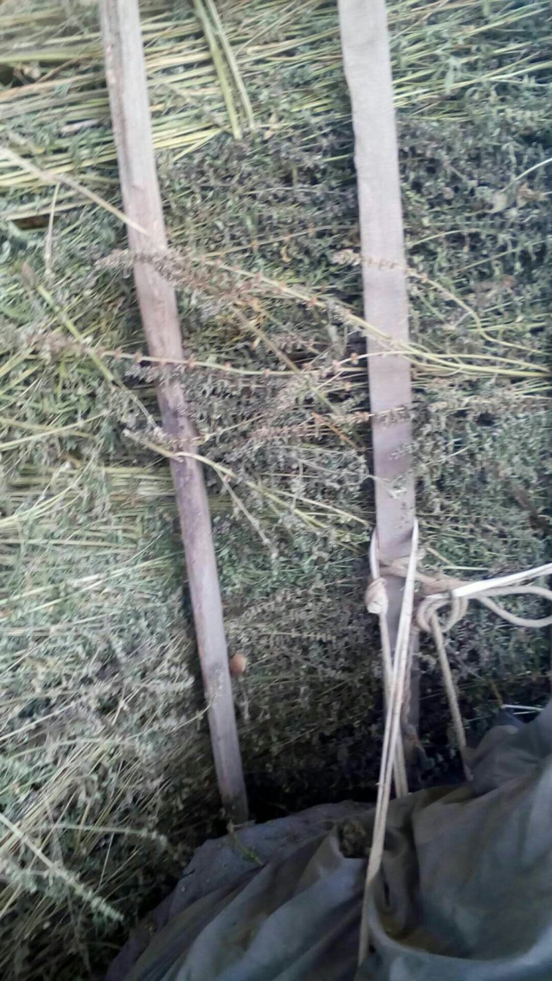 益母草大货，规格齐全