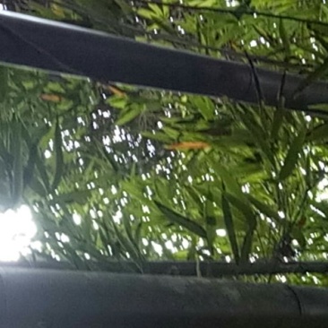毛竹苦竹