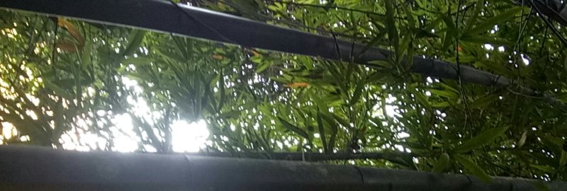 毛竹苦竹
