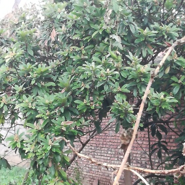 枇杷树