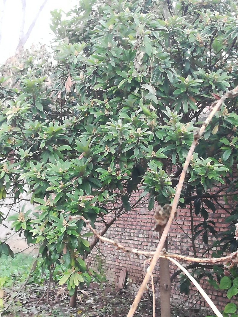 枇杷树
