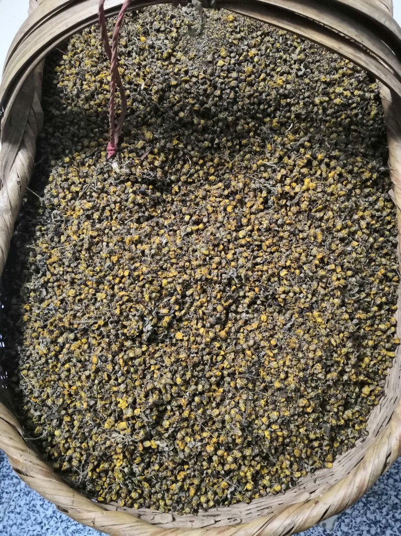 山里野菊花人工采摘，晒干药用