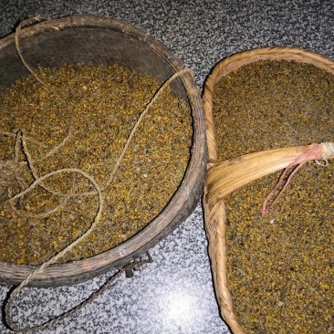 山里野菊花人工采摘，晒干药用