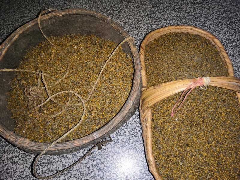 山里野菊花人工采摘，晒干药用