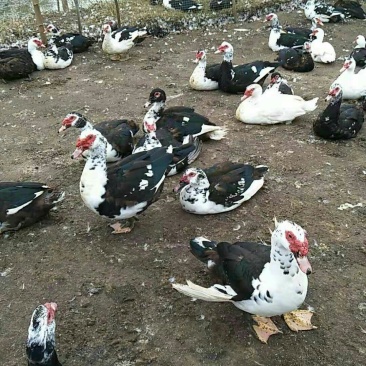 放养190天火鸭，肉质好