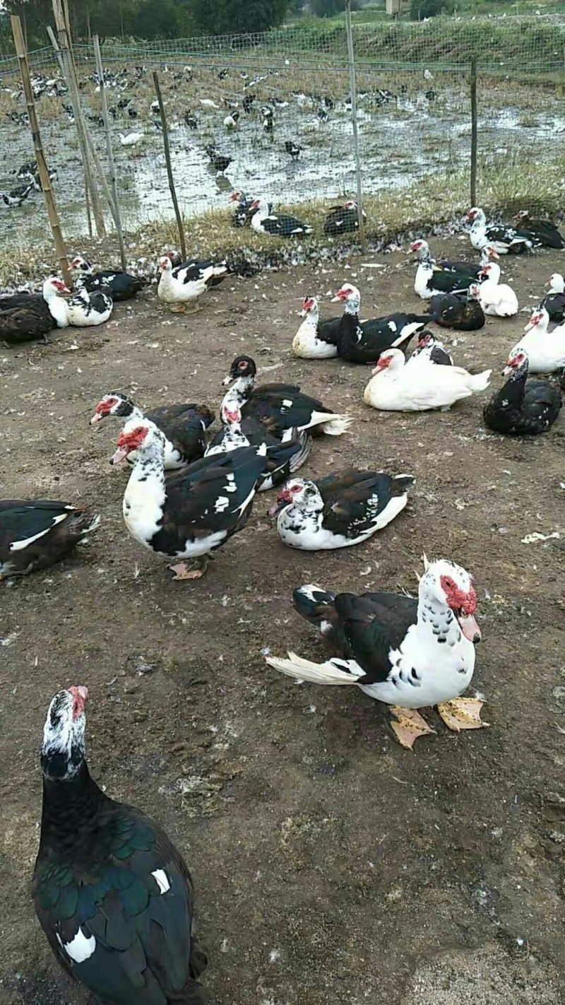 放养190天火鸭，肉质好