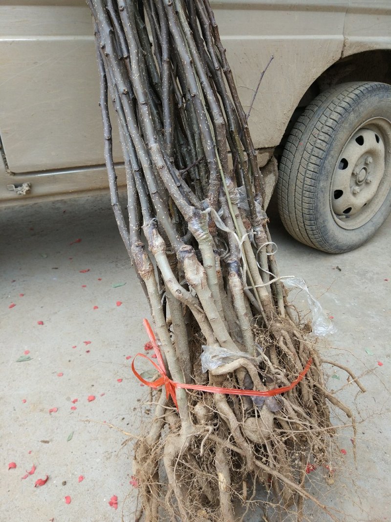 【秋月梨树苗】河南南阳苗木直发品质保证产地直供现挖现发