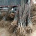 【秋月梨树苗】河南南阳苗木直发品质保证产地直供现挖现发