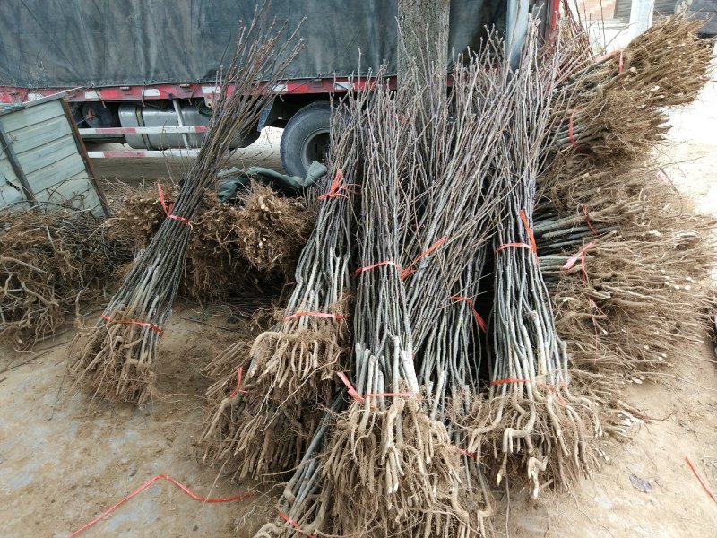 【秋月梨树苗】河南南阳苗木直发品质保证产地直供现挖现发