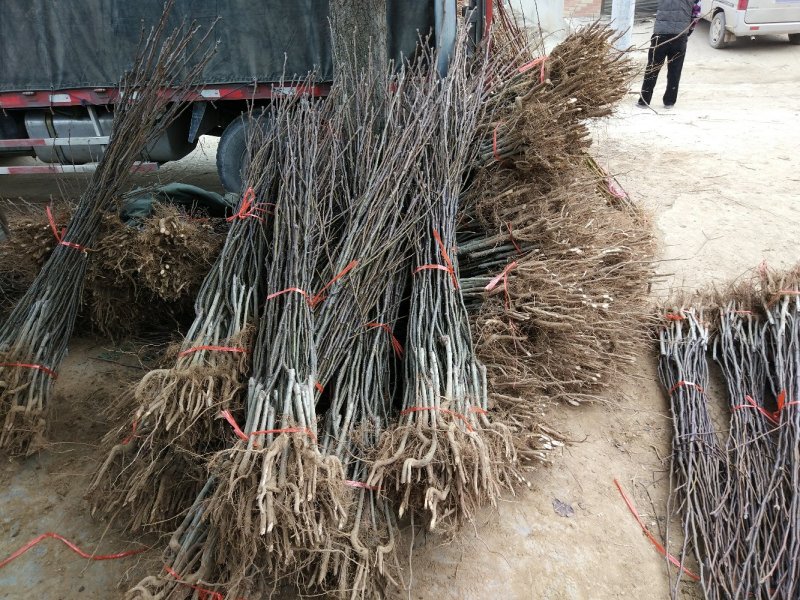 【秋月梨树苗】河南南阳苗木直发品质保证产地直供现挖现发