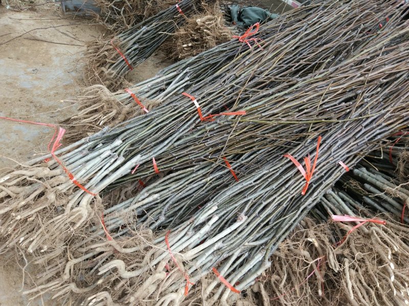 【秋月梨树苗】河南南阳苗木直发品质保证产地直供现挖现发