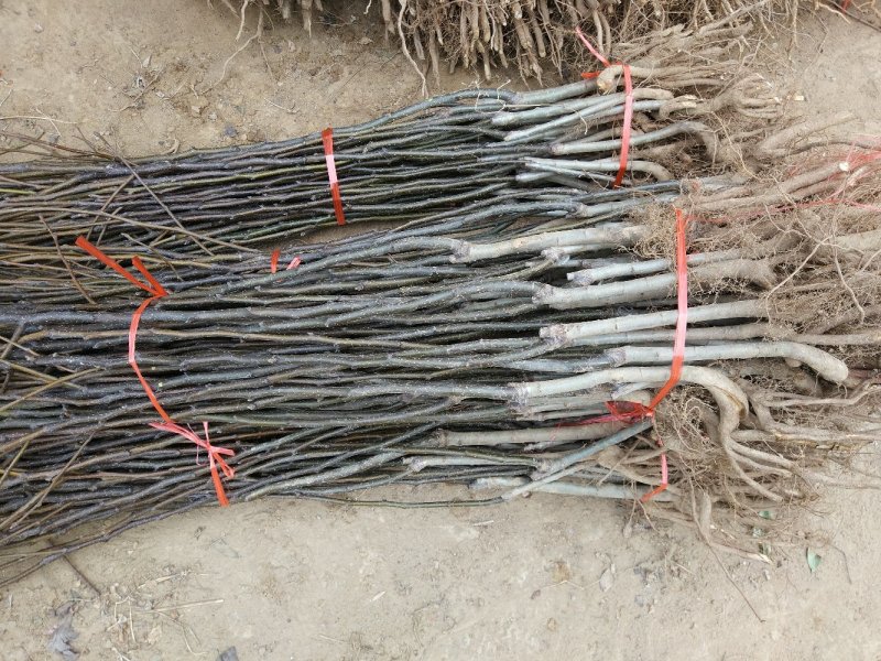 【秋月梨树苗】河南南阳苗木直发品质保证产地直供现挖现发