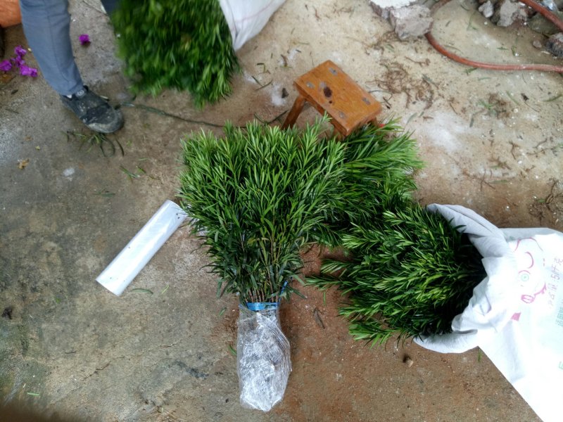 【优选】罗汉松苗罗汉松树苗罗汉松小苗包邮
