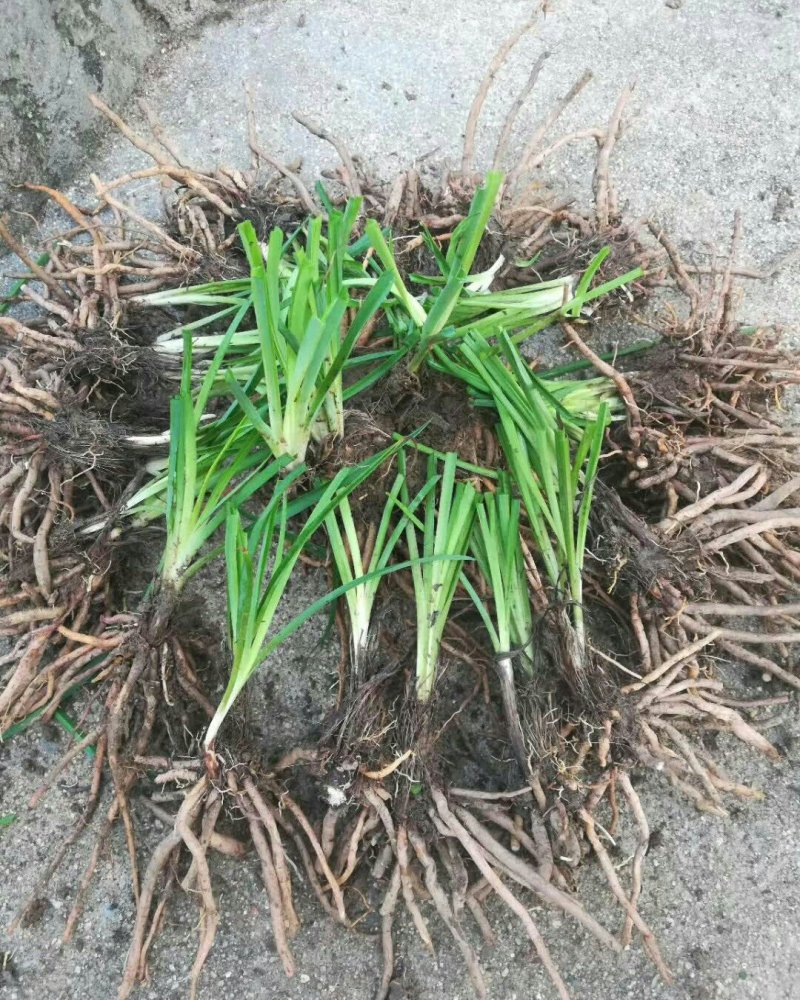 黄花菜种苗优质种苗量大从优诚信经营湖南祁东县黄花菜