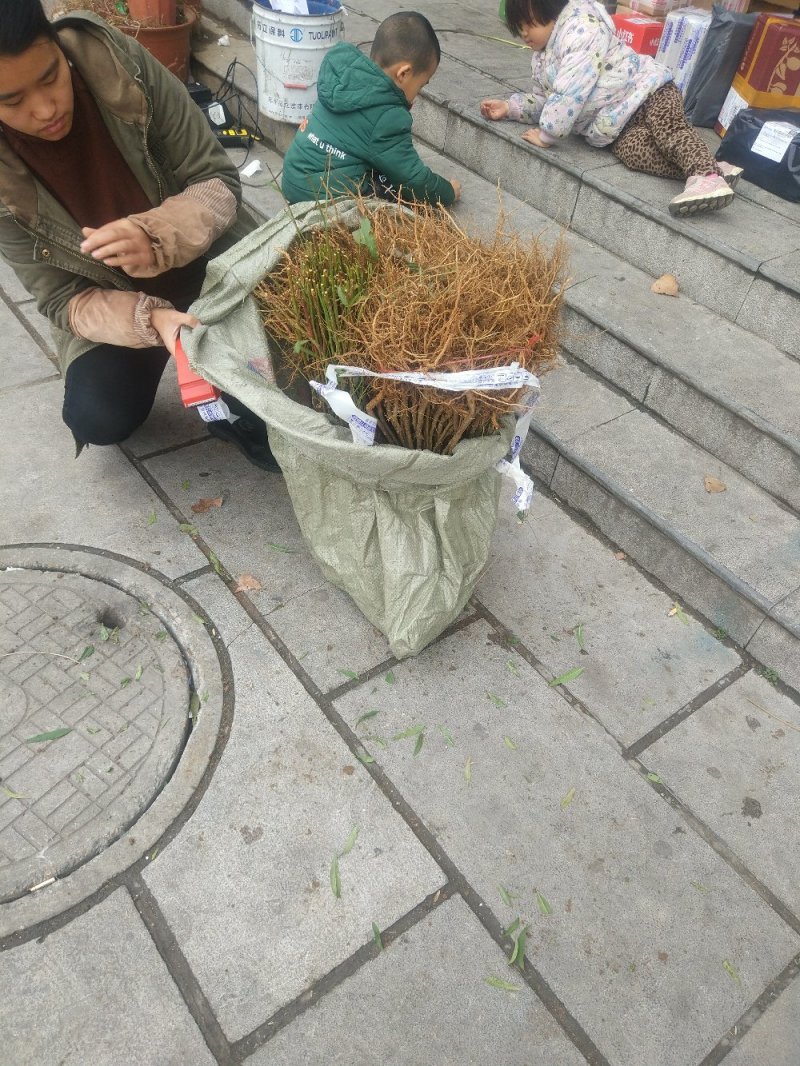 【毛桃苗】河南南阳苗木基地直供品质保证货量充足