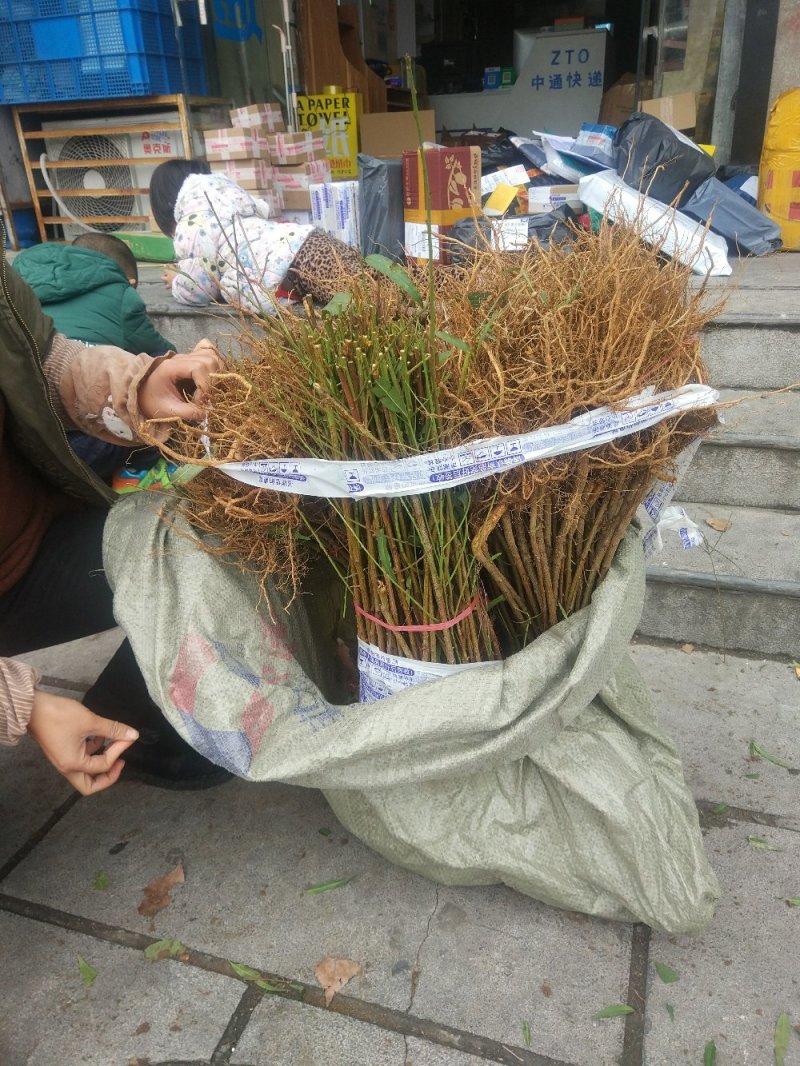 【毛桃苗】河南南阳苗木基地直供品质保证货量充足