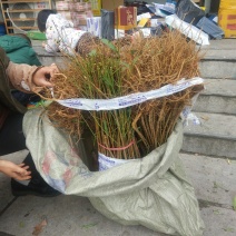 【毛桃苗】河南南阳苗木基地直供品质保证货量充足