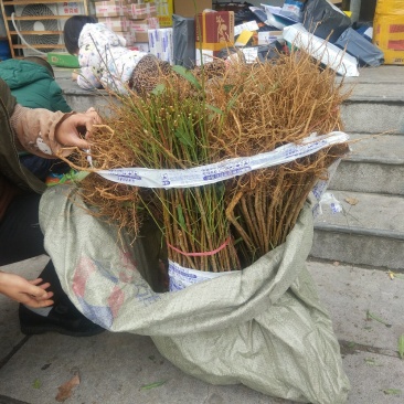 【毛桃苗】河南南阳苗木基地直供品质保证货量充足