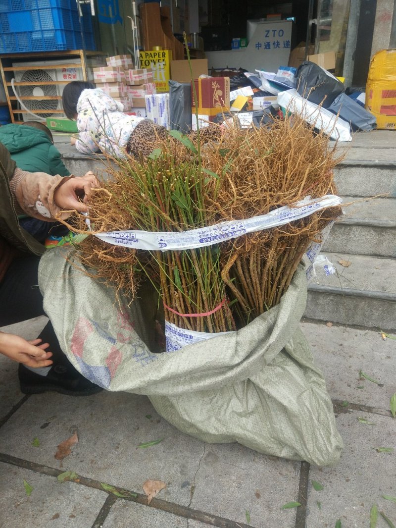 【毛桃苗】河南南阳苗木基地直供品质保证货量充足