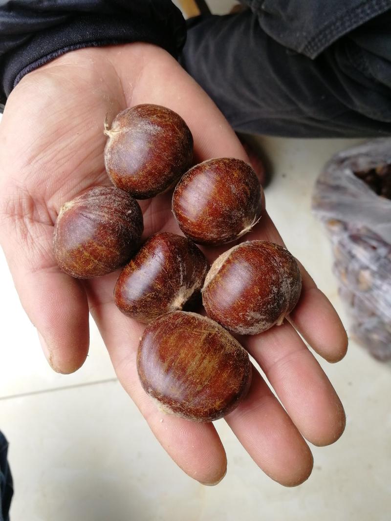 油栗炒货用老树65粒山东泰安产地直供坏果不超一斤