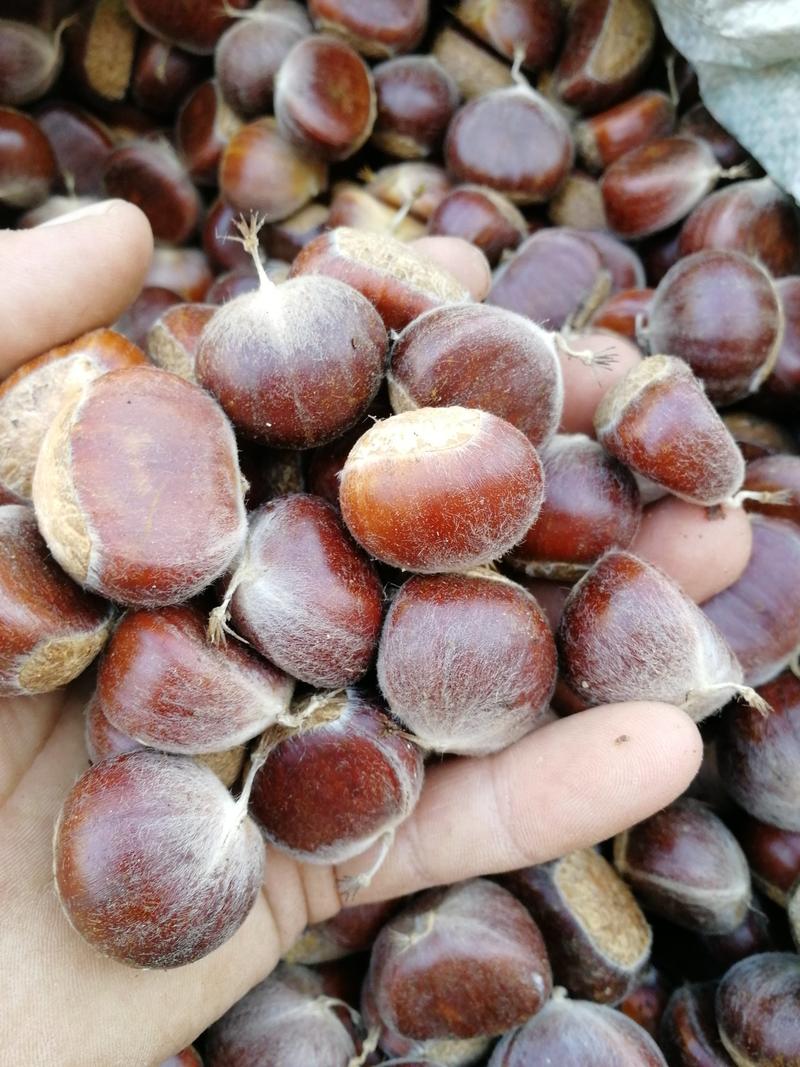油栗炒货用老树65粒山东泰安产地直供坏果不超一斤