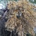 老人葵棕榈80~100厘米根部根须充足以定植花苞可食用