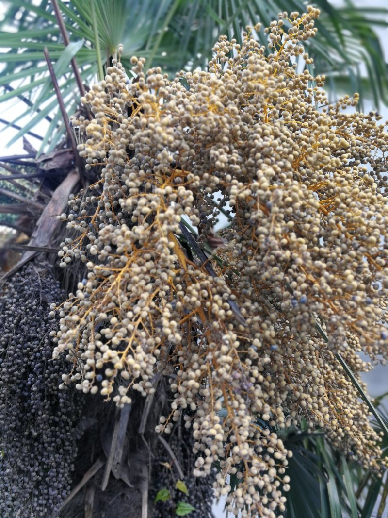 老人葵棕榈80~100厘米根部根须充足以定植花苞可食用
