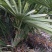 老人葵棕榈80~100厘米根部根须充足以定植花苞可食用