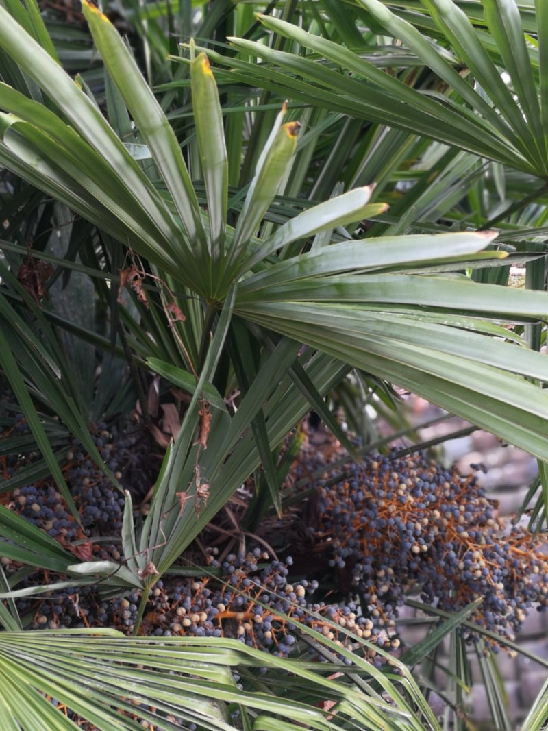 老人葵棕榈80~100厘米根部根须充足以定植花苞可食用