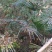 老人葵棕榈80~100厘米根部根须充足以定植花苞可食用
