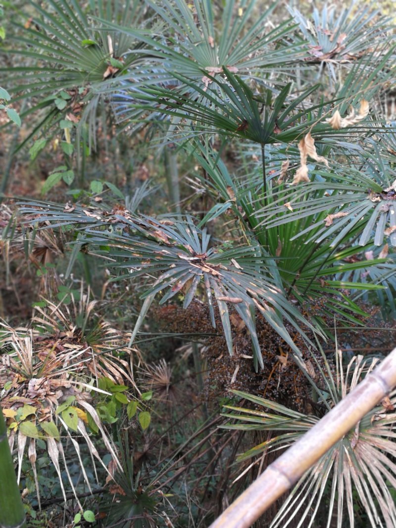 老人葵棕榈80~100厘米根部根须充足以定植花苞可食用