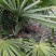 老人葵棕榈80~100厘米根部根须充足以定植花苞可食用