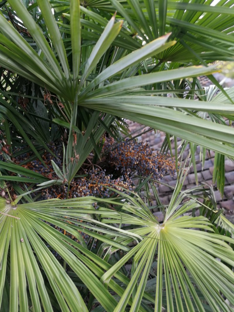 老人葵棕榈80~100厘米根部根须充足以定植花苞可食用