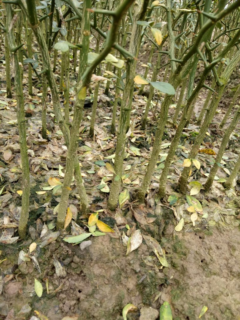 供应优质枳壳苗100万