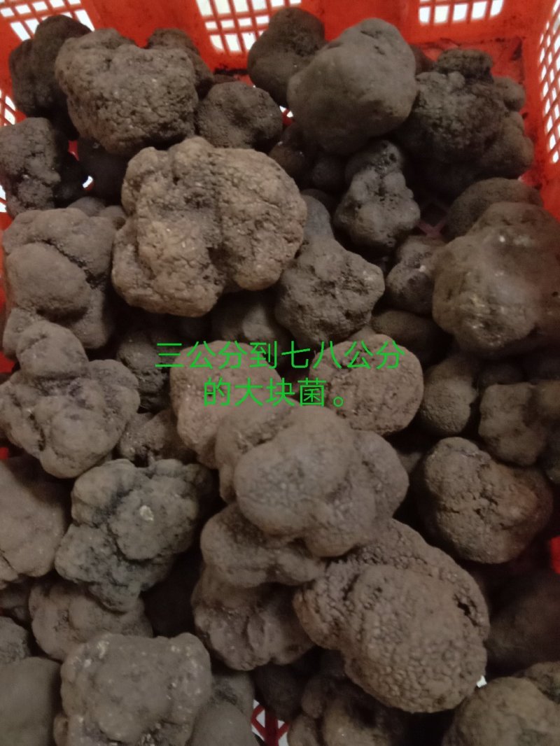 松露每个等级都。