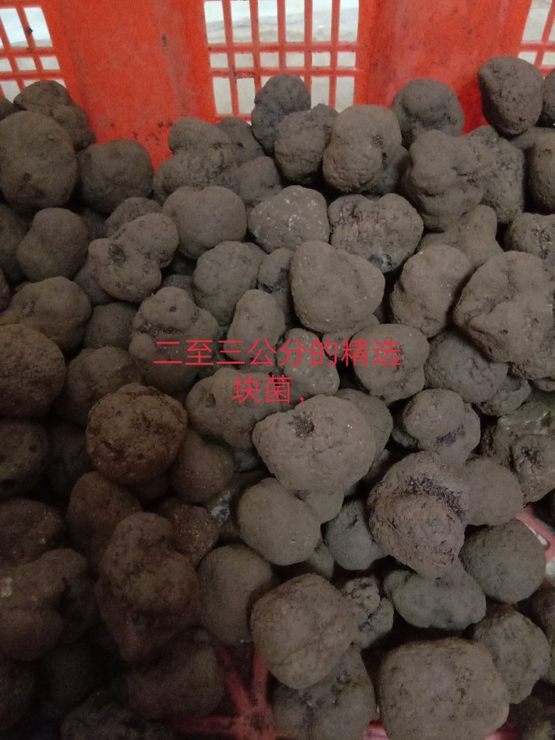 松露每个等级都。