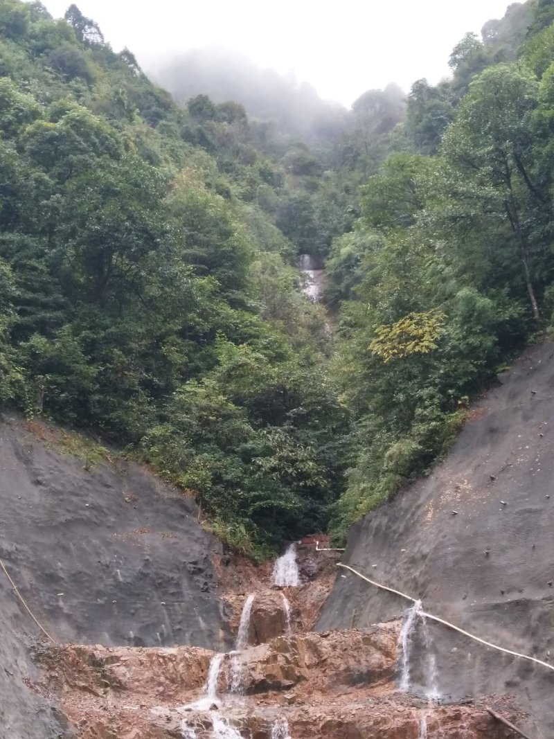 山茶油
