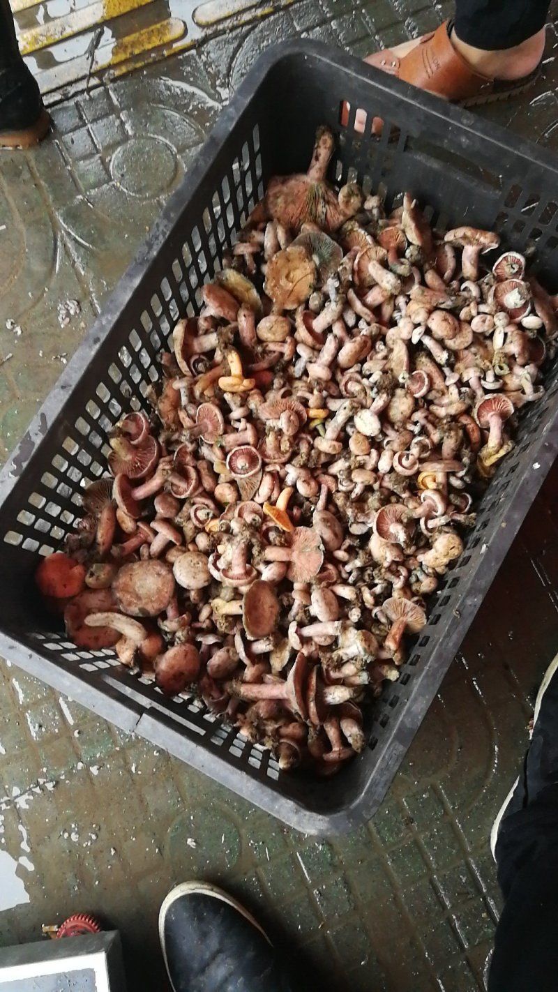 松乳菇特级枞菌菇，毛草菇。