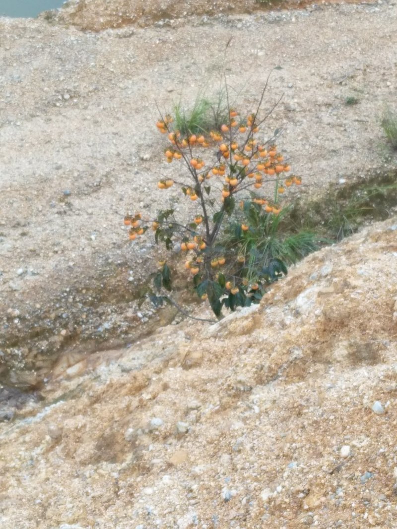 山茶油