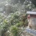 土蜂蜜