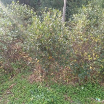 栀子树