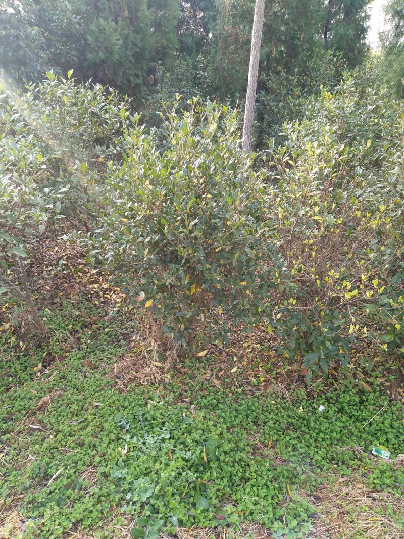 栀子树