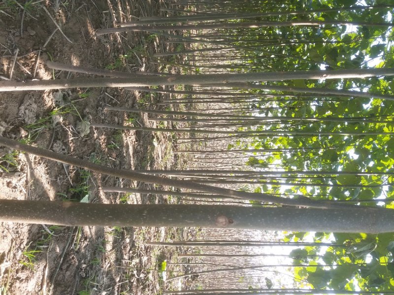泡桐苗3-6公分2-5米左右泡桐树苗生长速度快成活率高