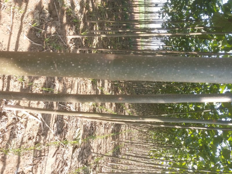 泡桐苗4公分3公分5公分左右泡桐树苗绿化工程可用苗
