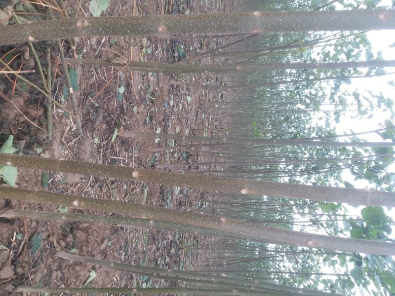 泡桐苗4公分3公分5公分左右泡桐树苗绿化工程可用苗