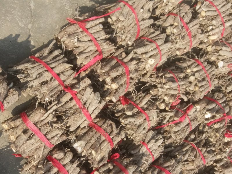 泡桐苗4公分3公分5公分左右泡桐树苗绿化工程可用苗