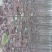 泡桐规格齐全有3公分4公分5公分6公分【农户自销】
