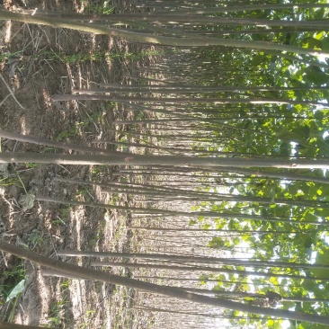 泡桐规格齐全有3公分4公分5公分6公分【农户自销】