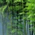 楠竹