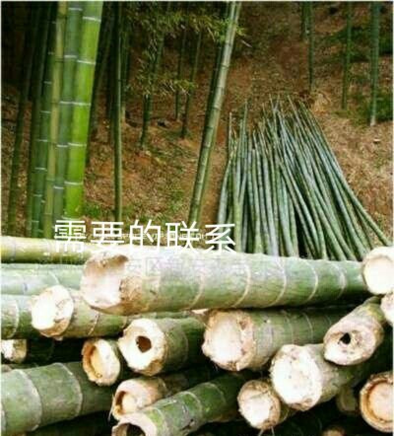 楠竹